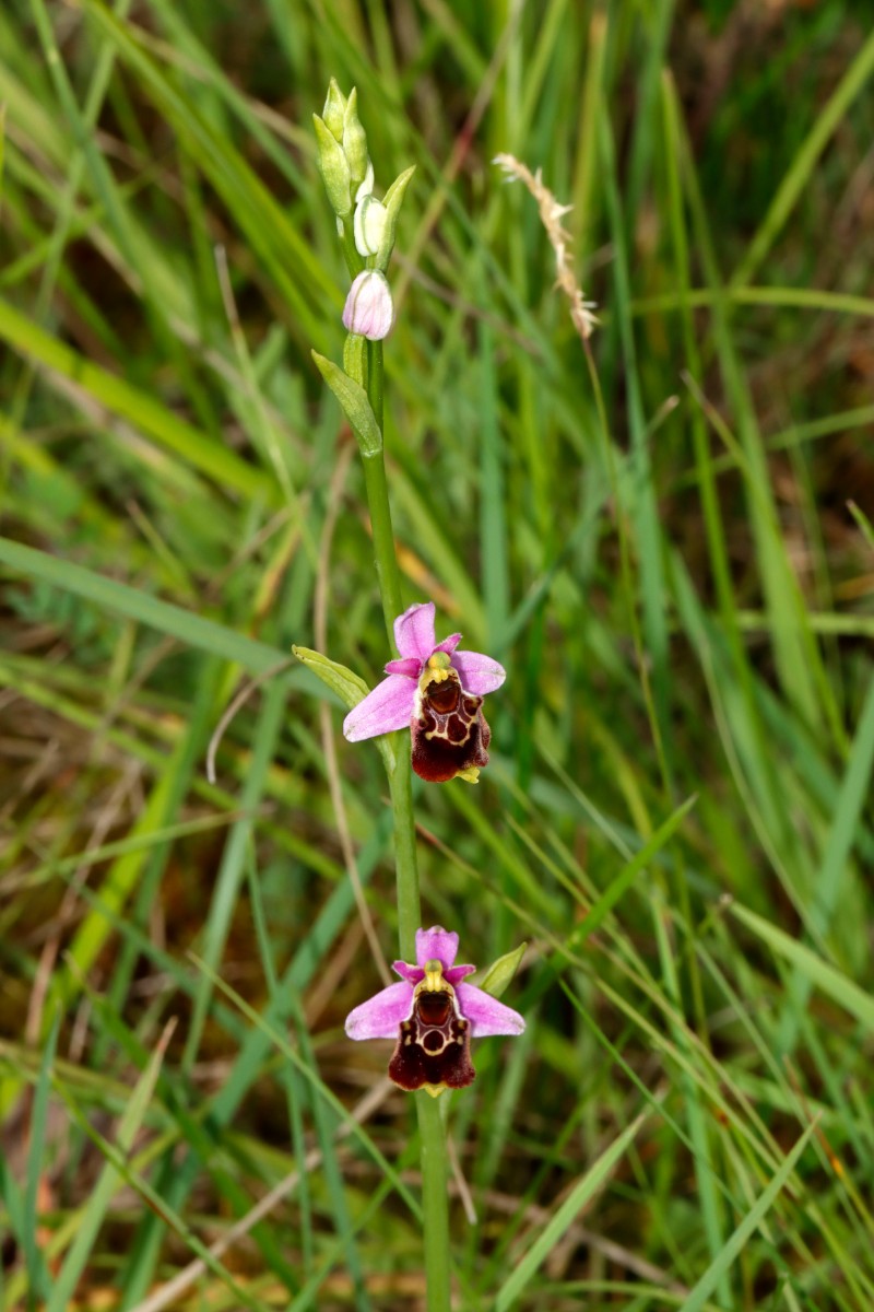 Ophrys tetraloniae ssp elatior A01.jpg