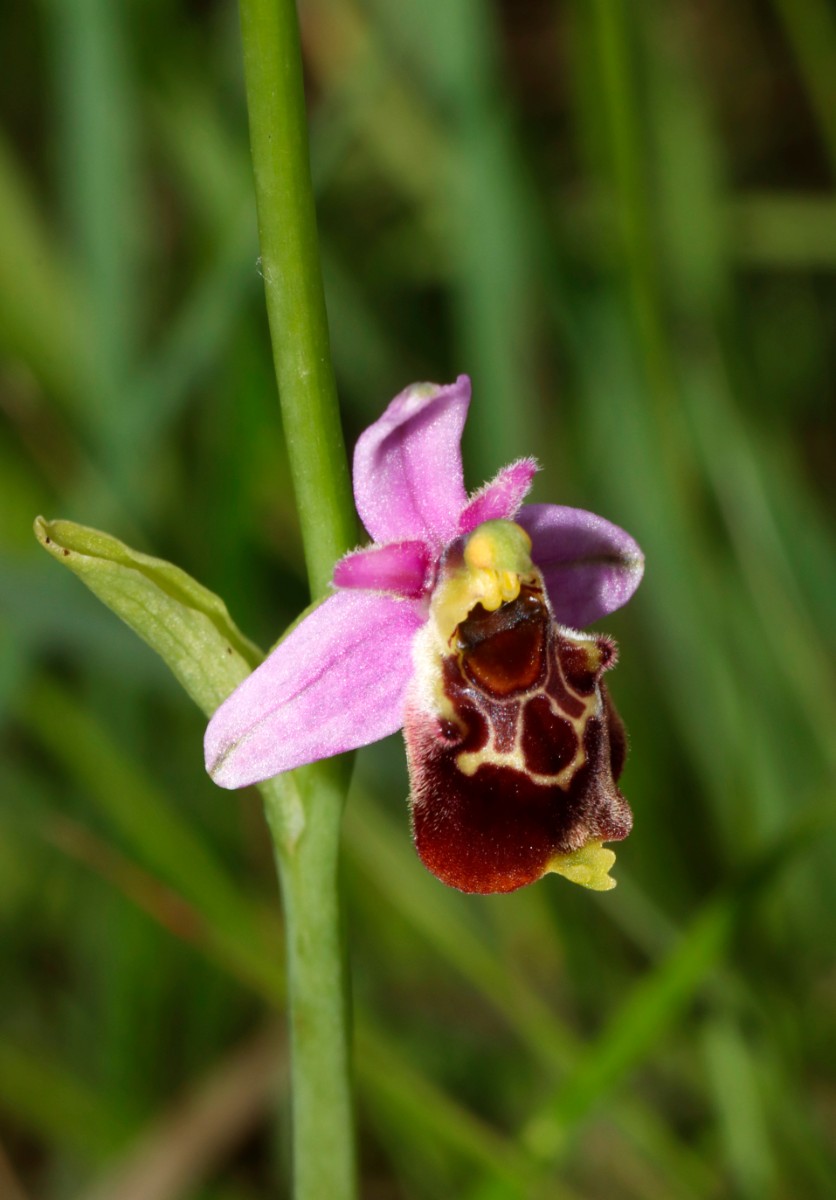 Ophrys tetraloniae ssp elatior A02.jpg