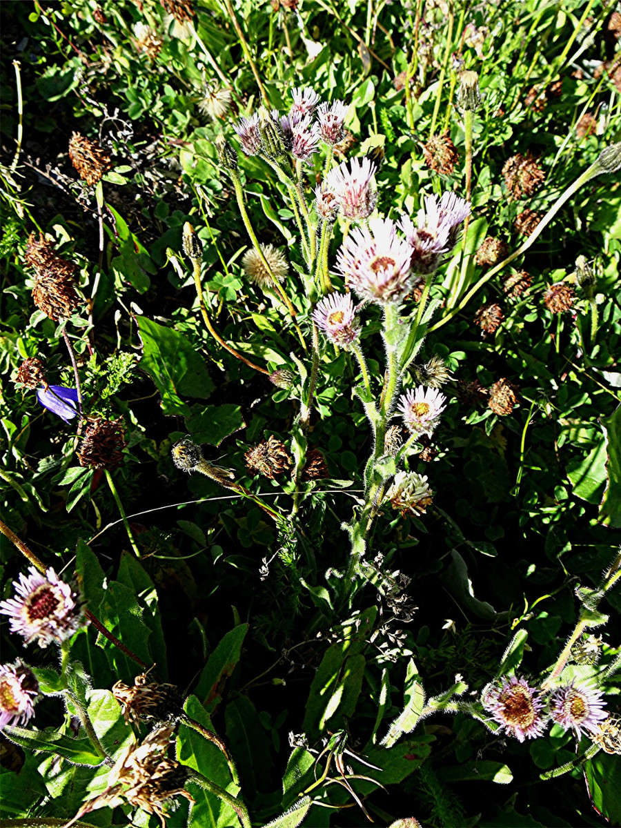 DSC05072 Helligkeit, Schärfe, klein.jpg