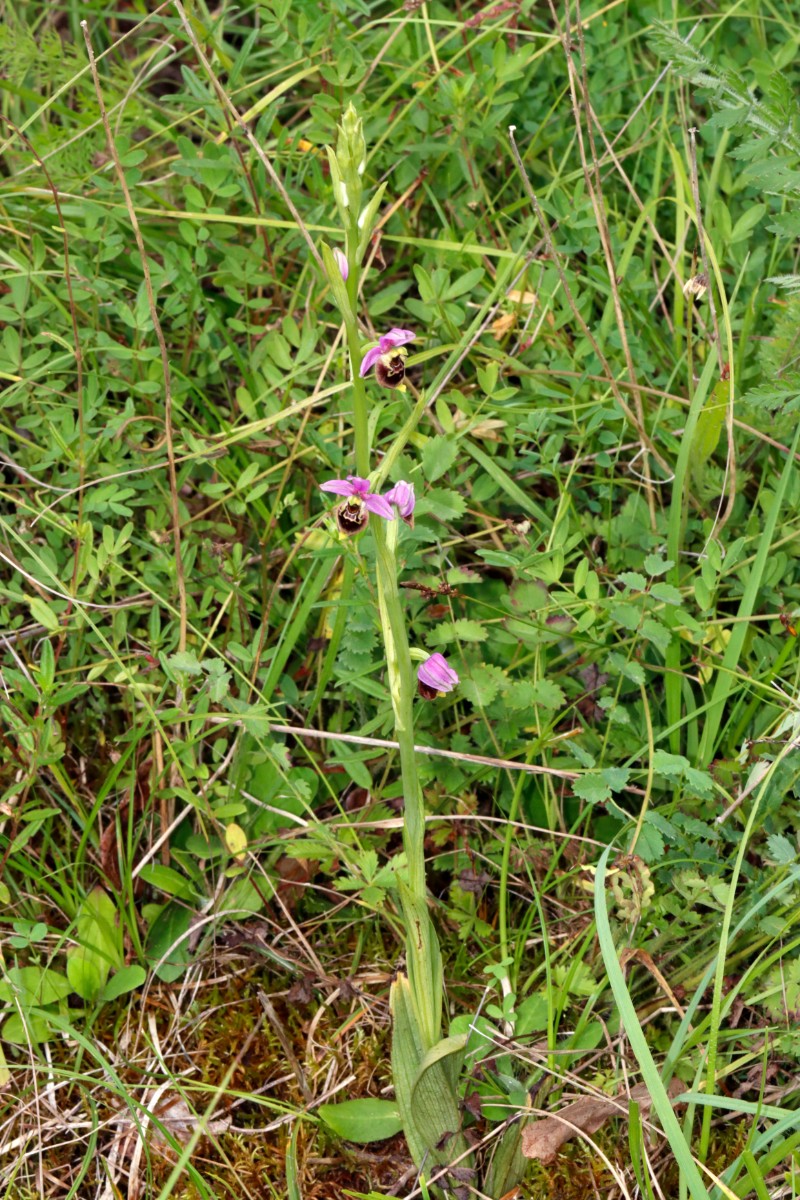 Ophrys tetraloniae ssp elatior A03.jpg