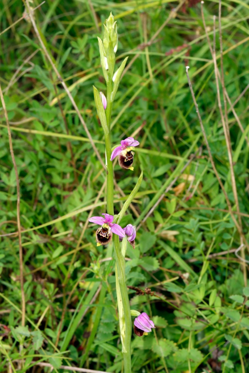 Ophrys tetraloniae ssp elatior A04.jpg