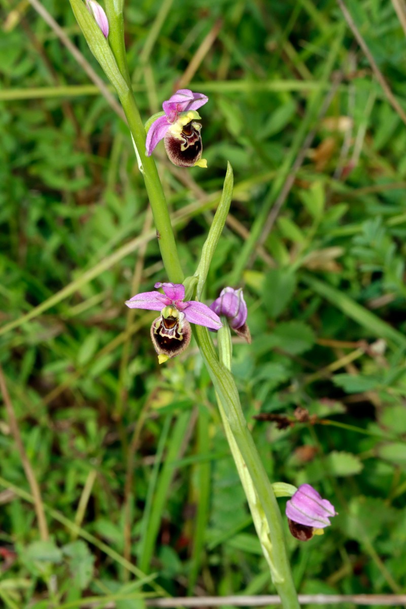 Ophrys tetraloniae ssp elatior A05.jpg