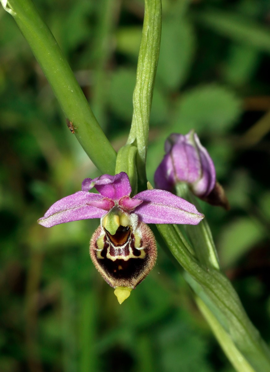 Ophrys tetraloniae ssp elatior A06.jpg