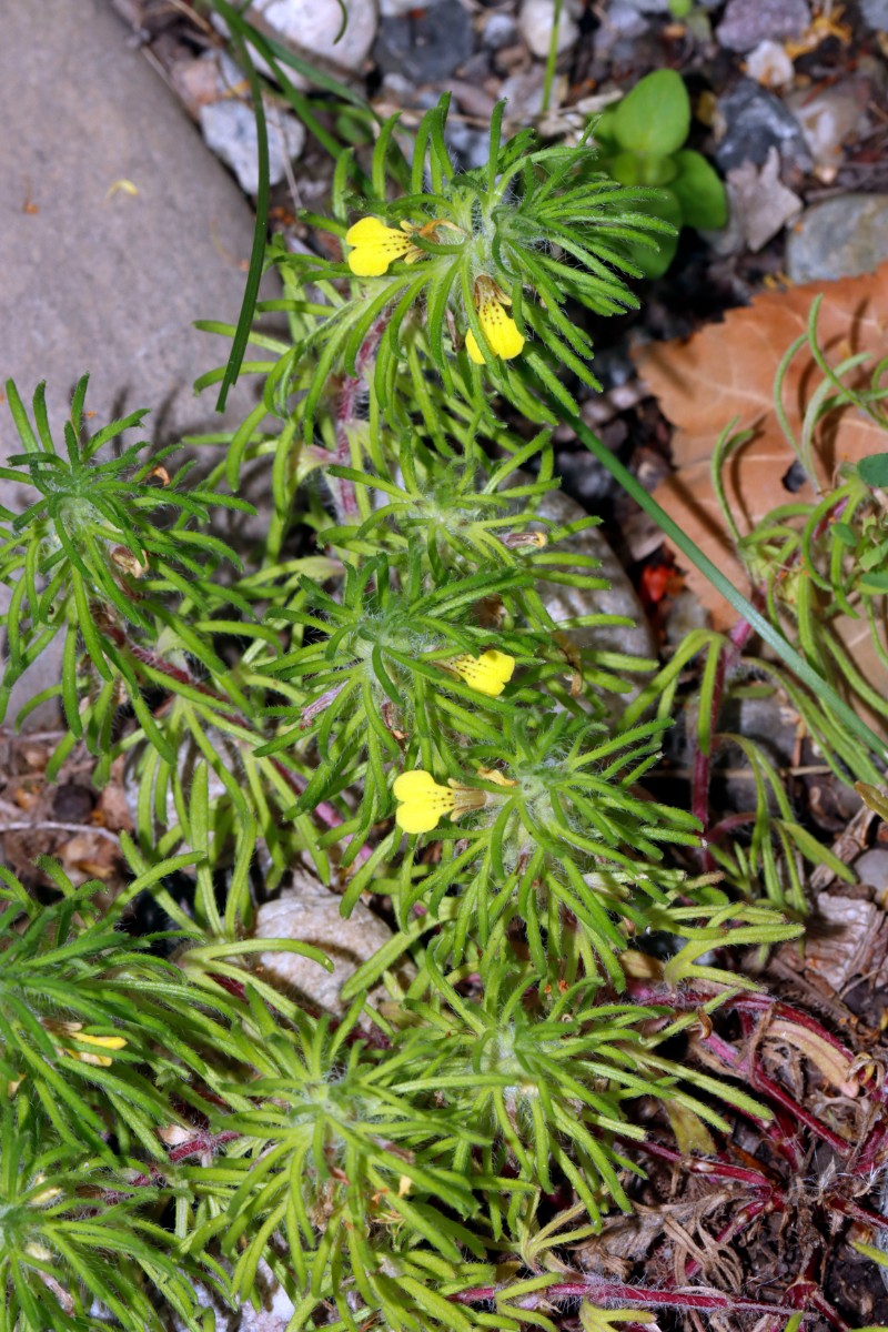 Ajuga chamaepitys Grißheim Autobahnmeisterei A01.jpg