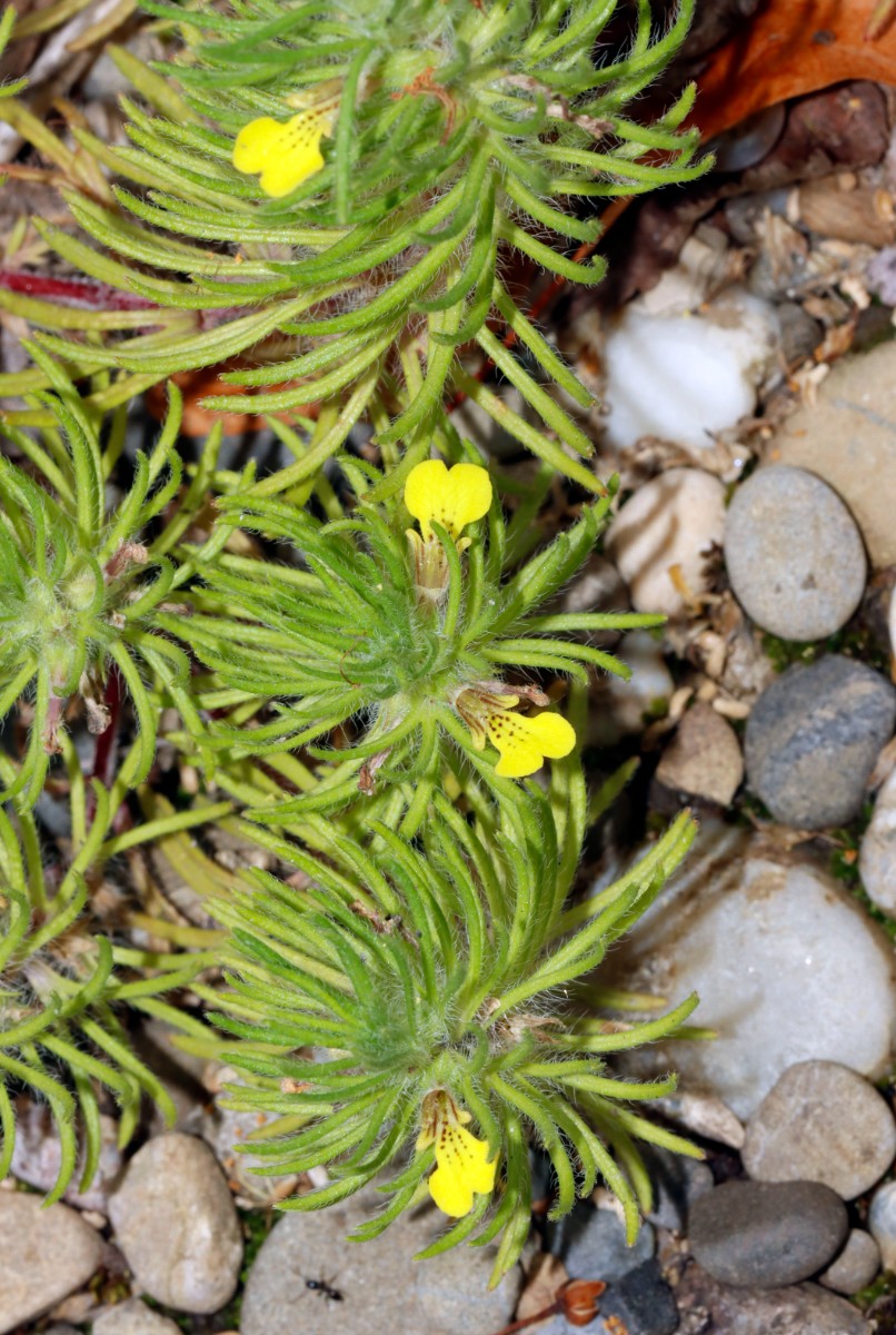 Ajuga chamaepitys Grißheim Autobahnmeisterei A03.jpg