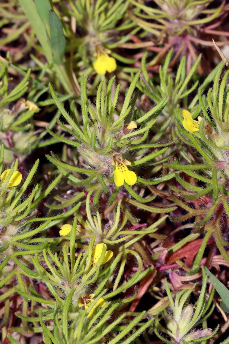 Ajuga chamaepitys Grißheim Autobahnmeisterei A05.jpg