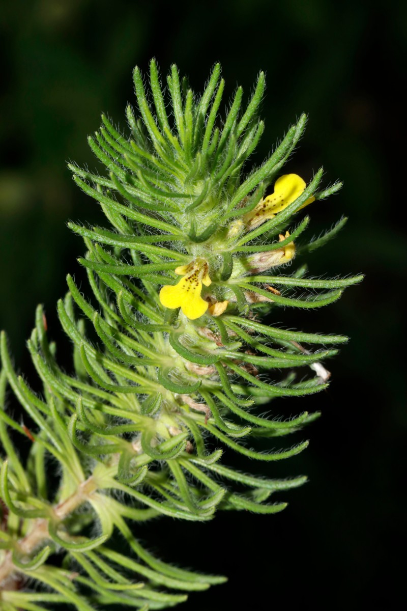 Ajuga chamaepitys Grißheim Autobahnmeisterei A06.jpg