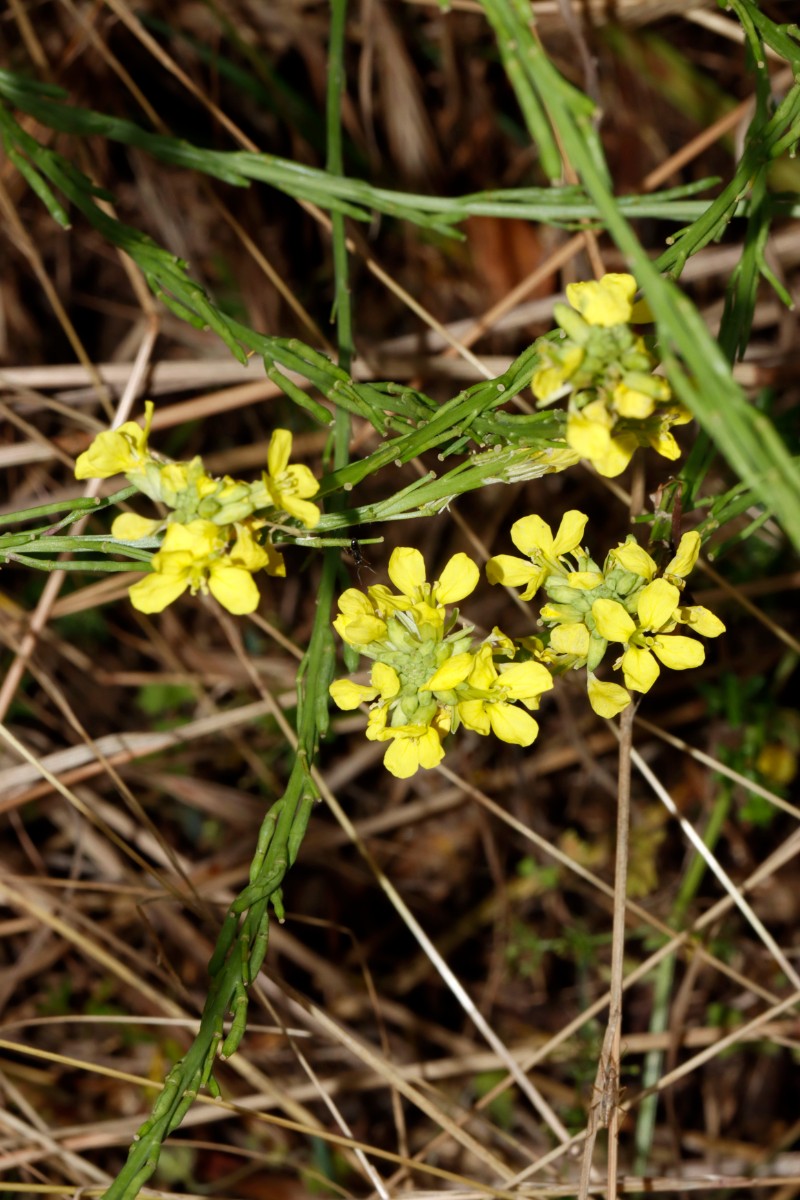Hirschfeldia incana WeilAmRhein Umgehungsstr A02.jpg