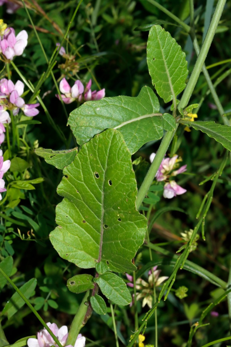 Hirschfeldia incana WeilAmRhein Umgehungsstr A03.jpg