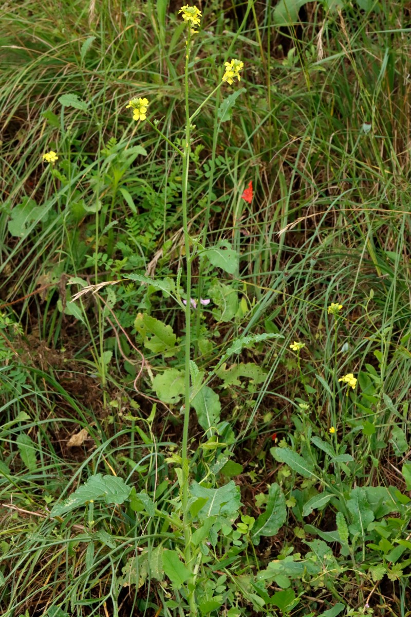 Hirschfeldia incana WeilAmRhein Umgehungsstr A05.jpg