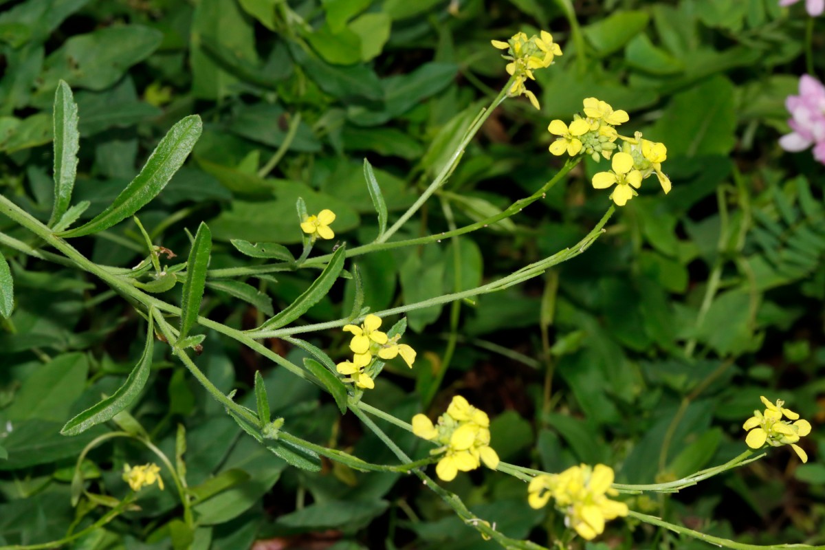 Hirschfeldia incana WeilAmRhein Umgehungsstr A08.jpg