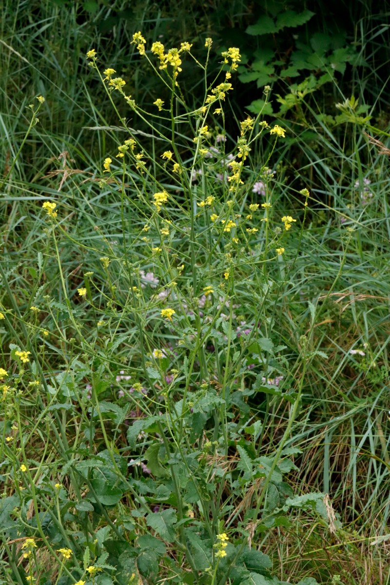 Hirschfeldia incana WeilAmRhein Umgehungsstr A10.jpg