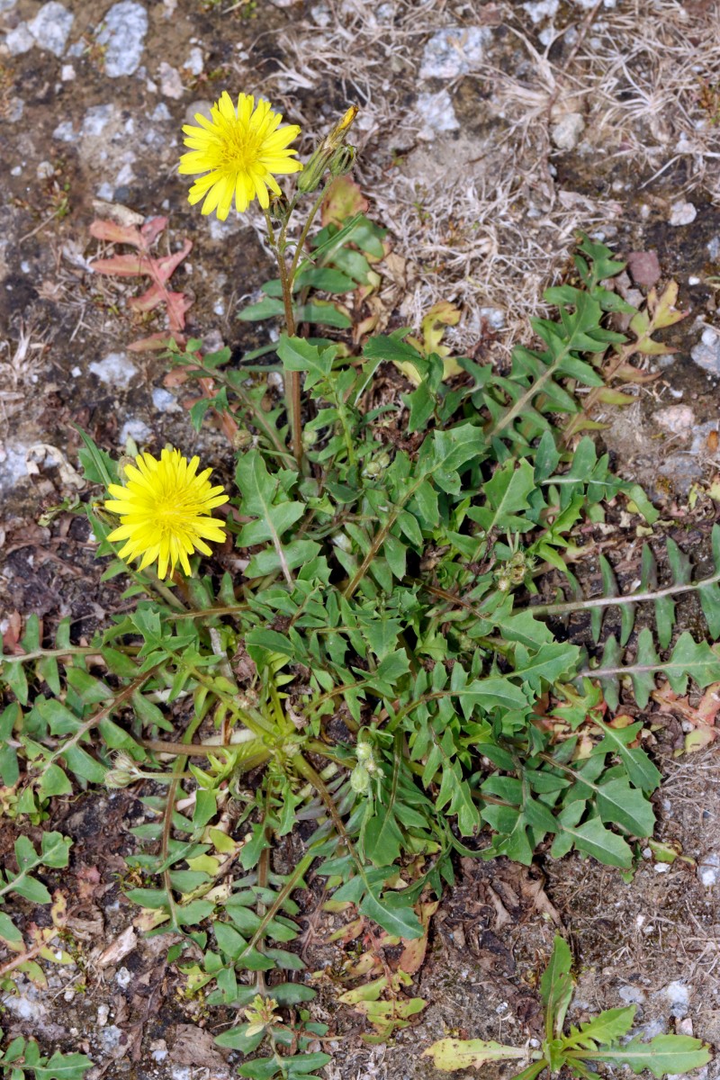 Crepis bursifolia Neuenburg Dreiländercamping A01.jpg