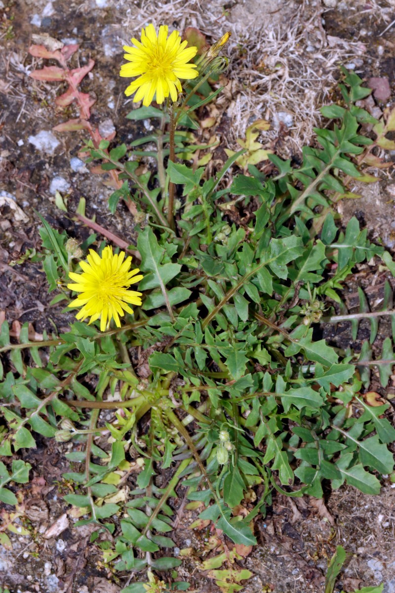 Crepis bursifolia Neuenburg Dreiländercamping A08.jpg