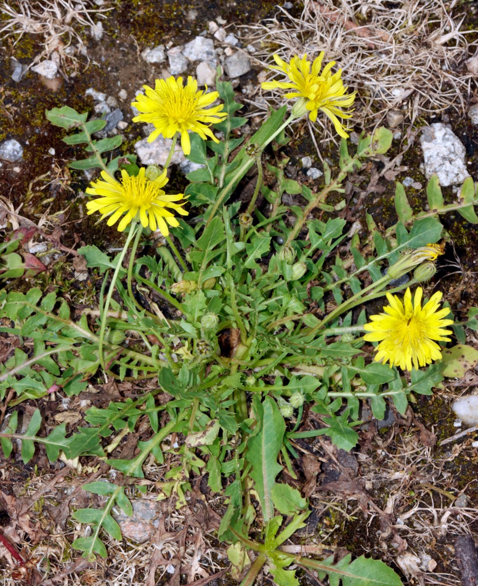 Crepis bursifolia Neuenburg Dreiländercamping A09.jpg