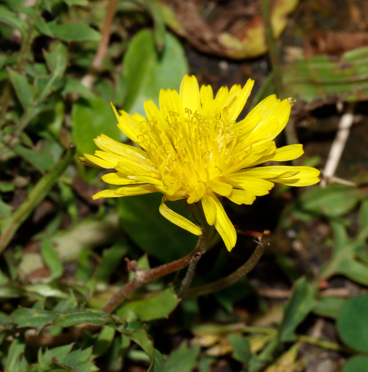 Crepis bursifolia Neuenburg Dreiländercamping A11.jpg