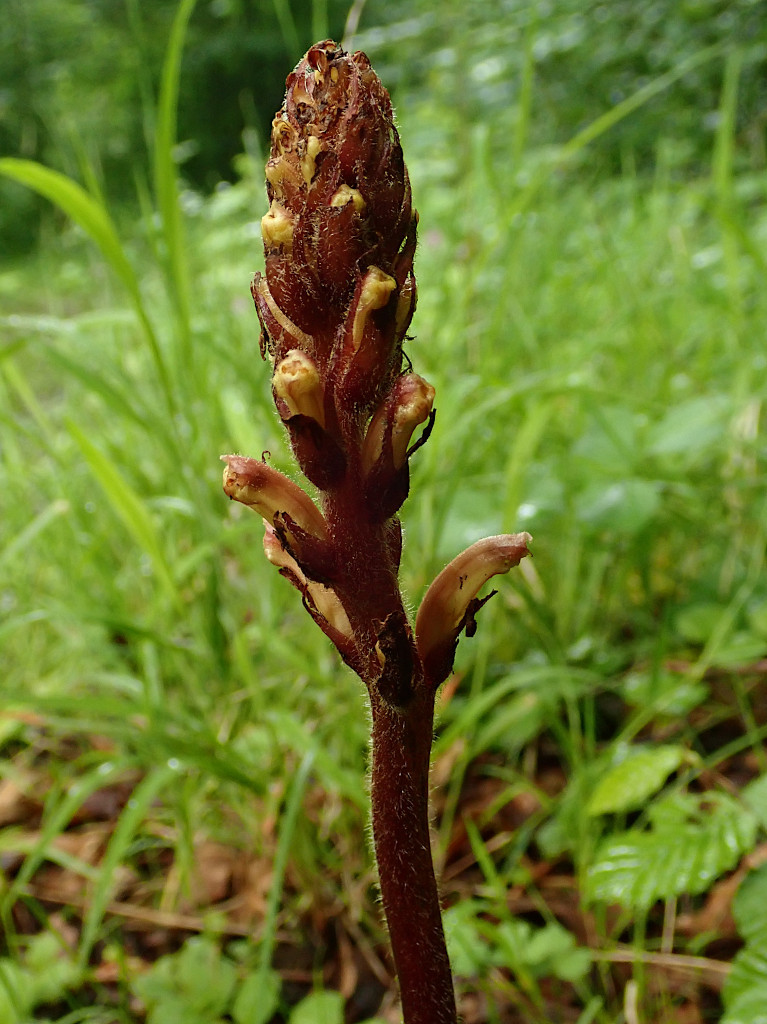 Orobanche-b.jpg