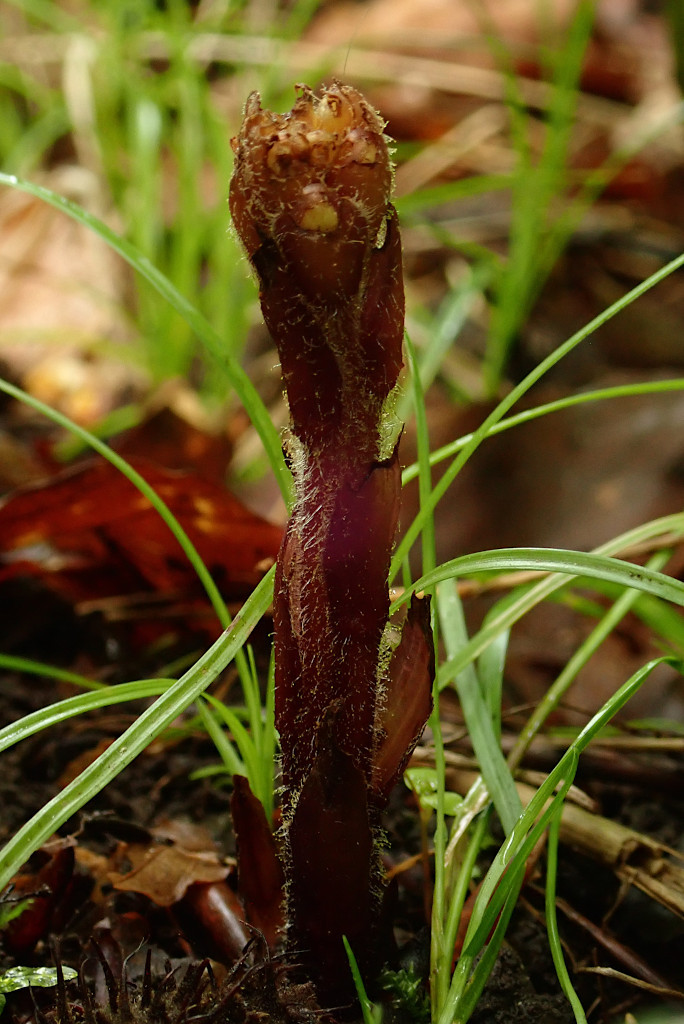 Orobanche-c.jpg