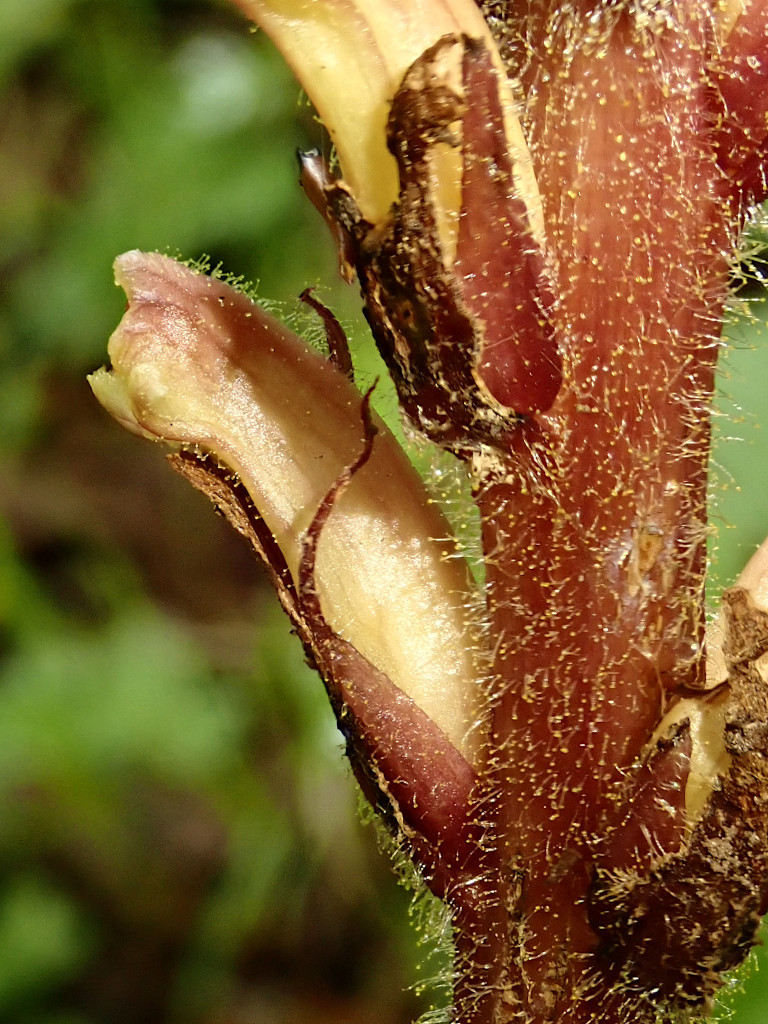 Orobanche-d.jpg
