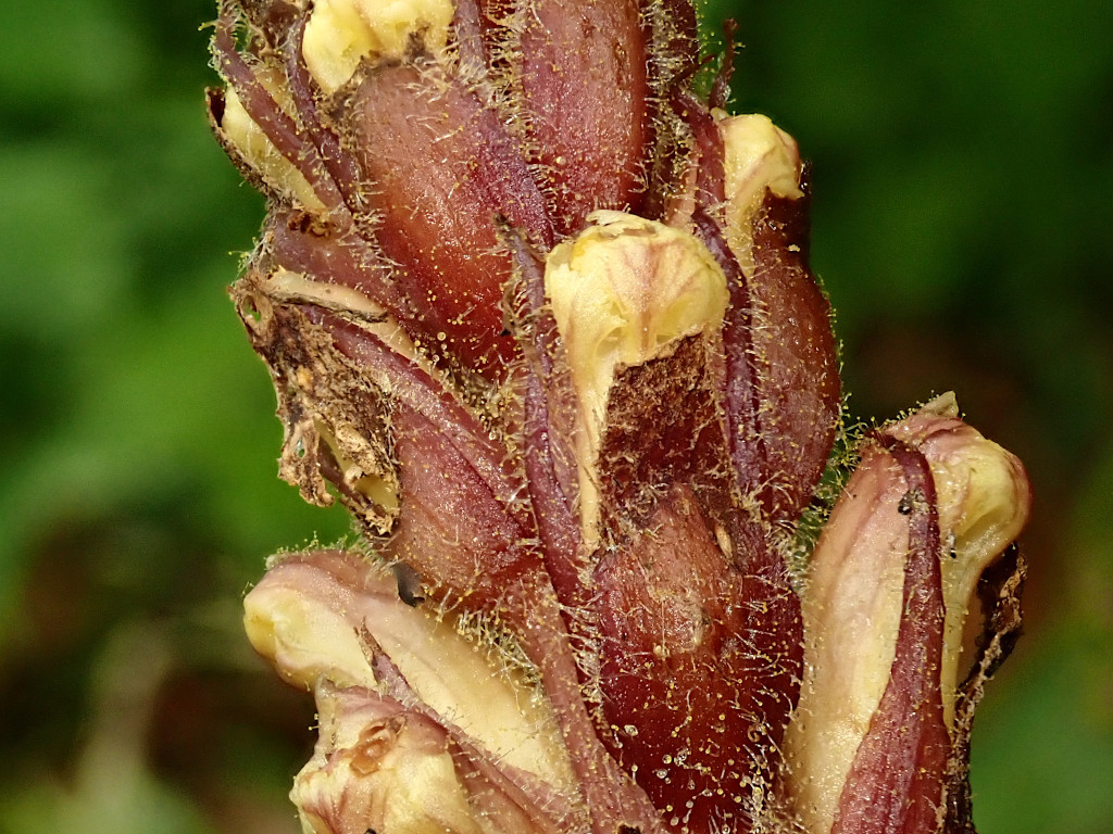 Orobanche-e.jpg