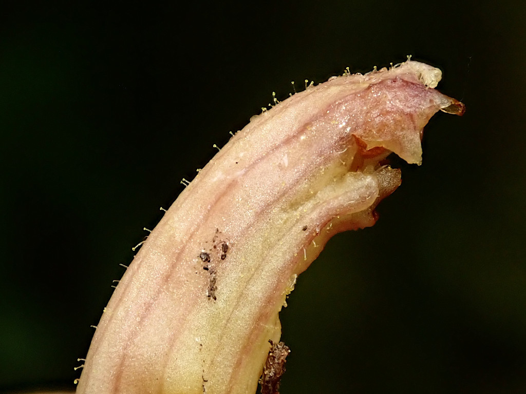 Orobanche-f.jpg