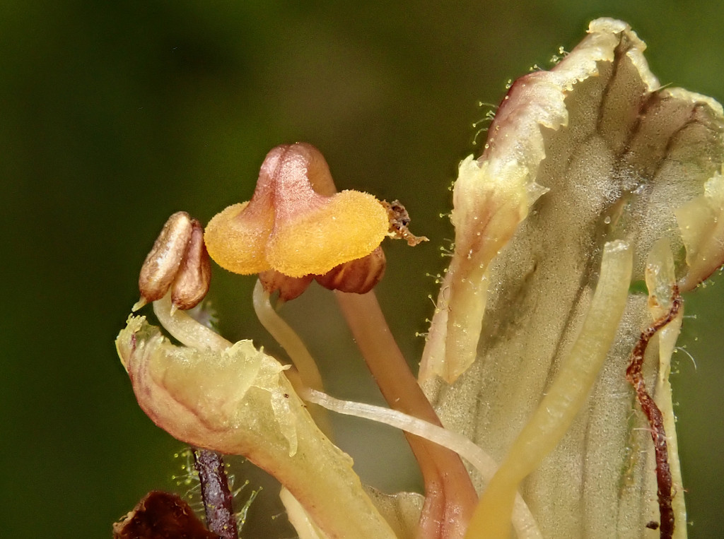 Orobanche-g.jpg