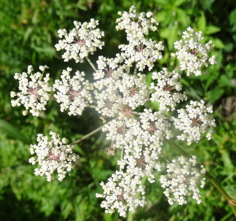 (1) Dolde.JPG