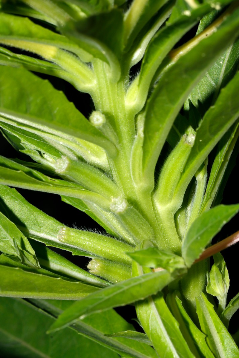 Oenothera parviflora cult GartenWe24 A06.jpg