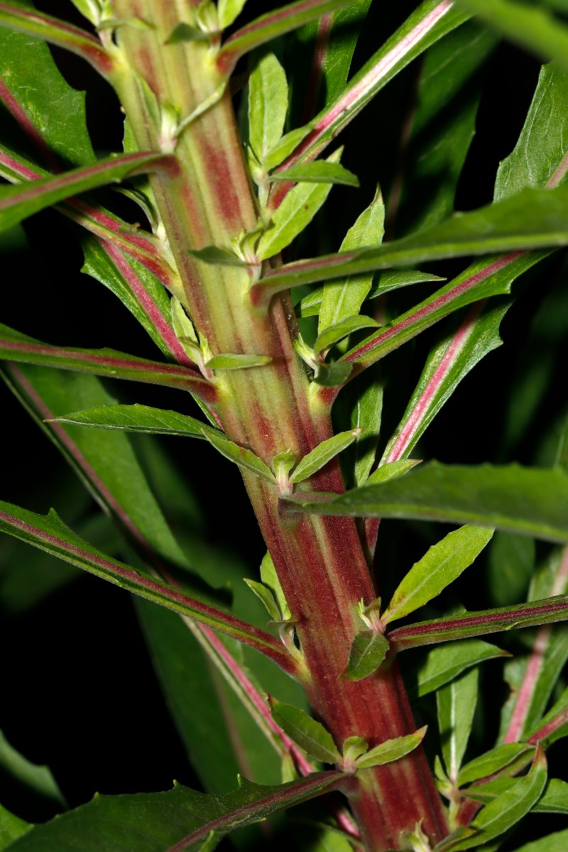Oenothera parviflora cult GartenWe24 A07.jpg