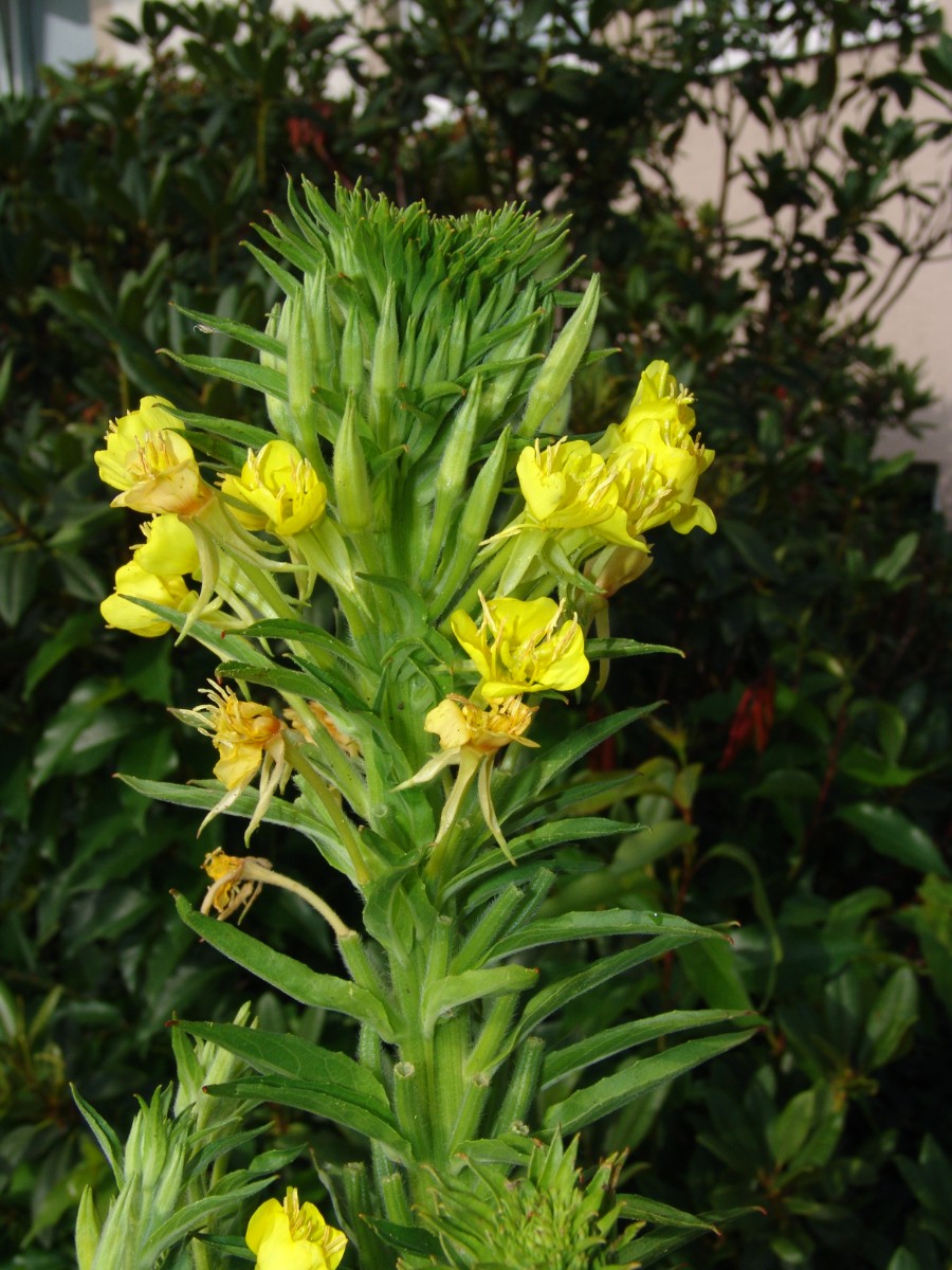 Oenothera deflexa Leipzig-Stadt G02.jpg