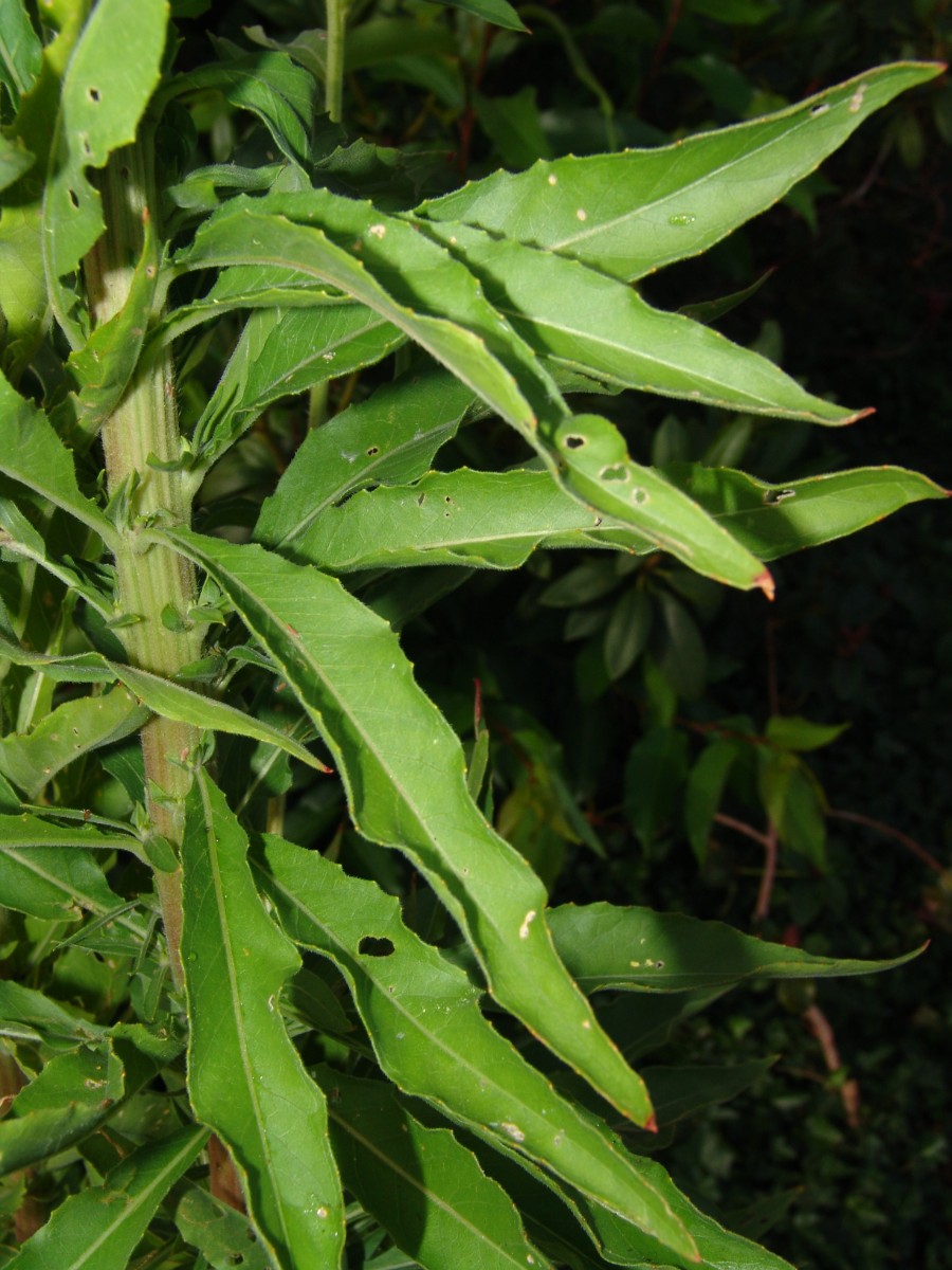 Oenothera deflexa Leipzig-Stadt G07.jpg