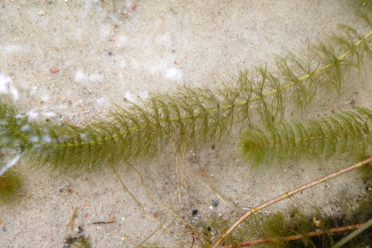 Myriophyllum alterniflorum 1.JPG