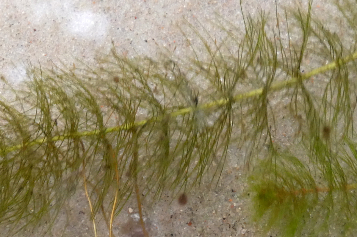 Myriophyllum alterniflorum 2.JPG