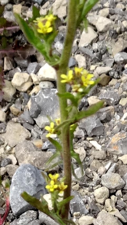 (2) Blüten.jpg