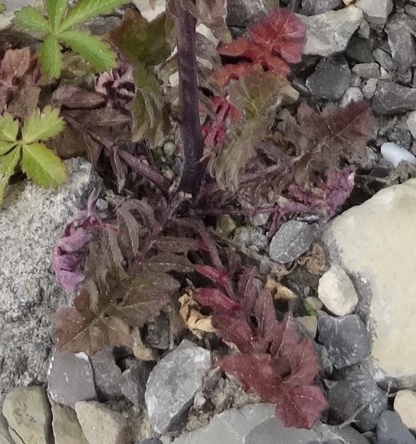 (5) Rosette.jpg