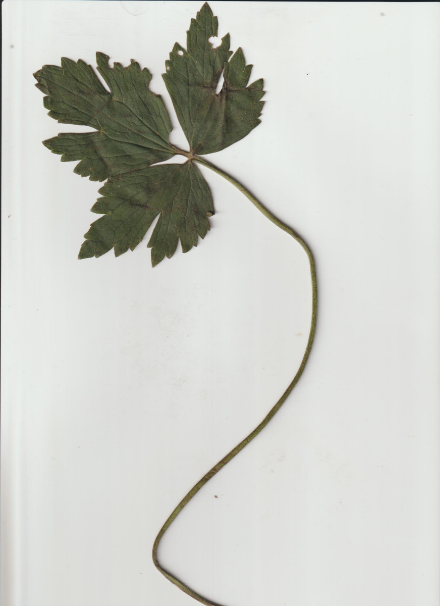 Ran cf. poly 001.jpg
