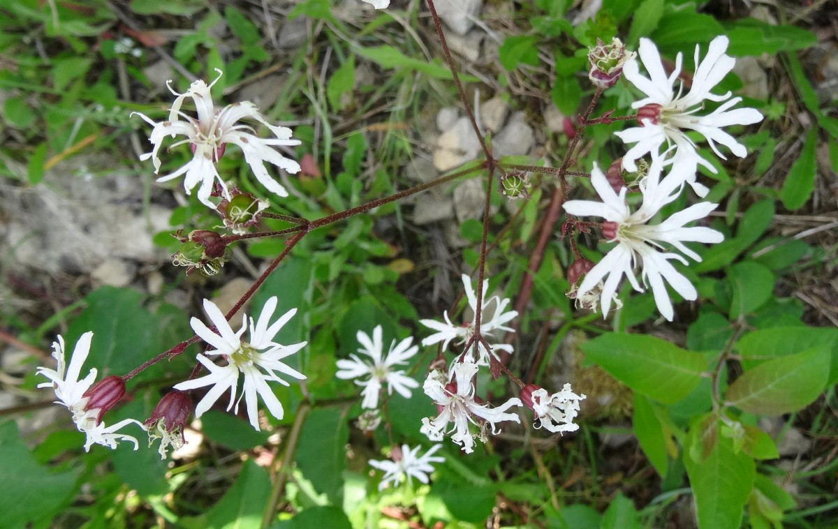 a09_Silene flos-cuculi.jpg