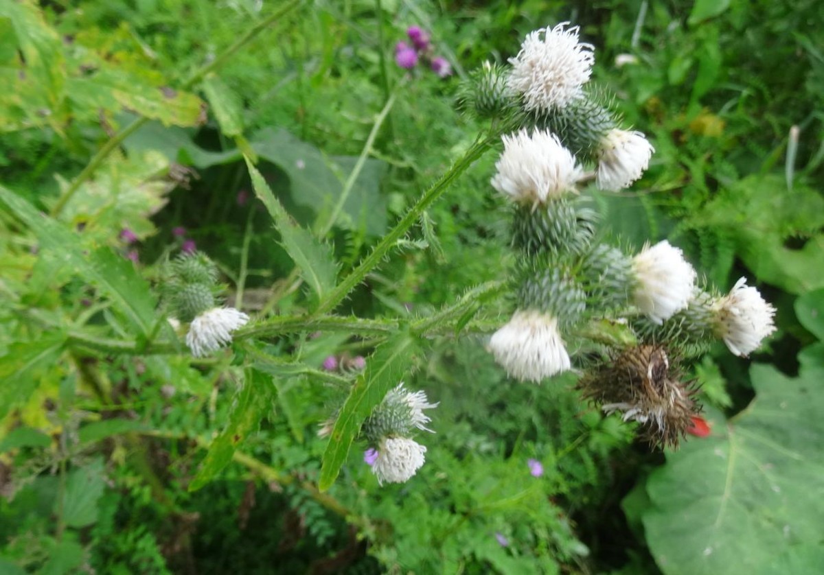 a10_1 Carduus crispus.jpg