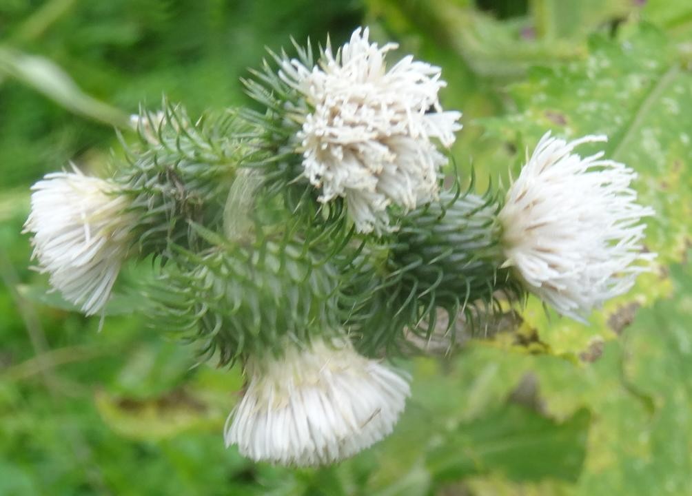 a10_2 Carduus crispus.jpg