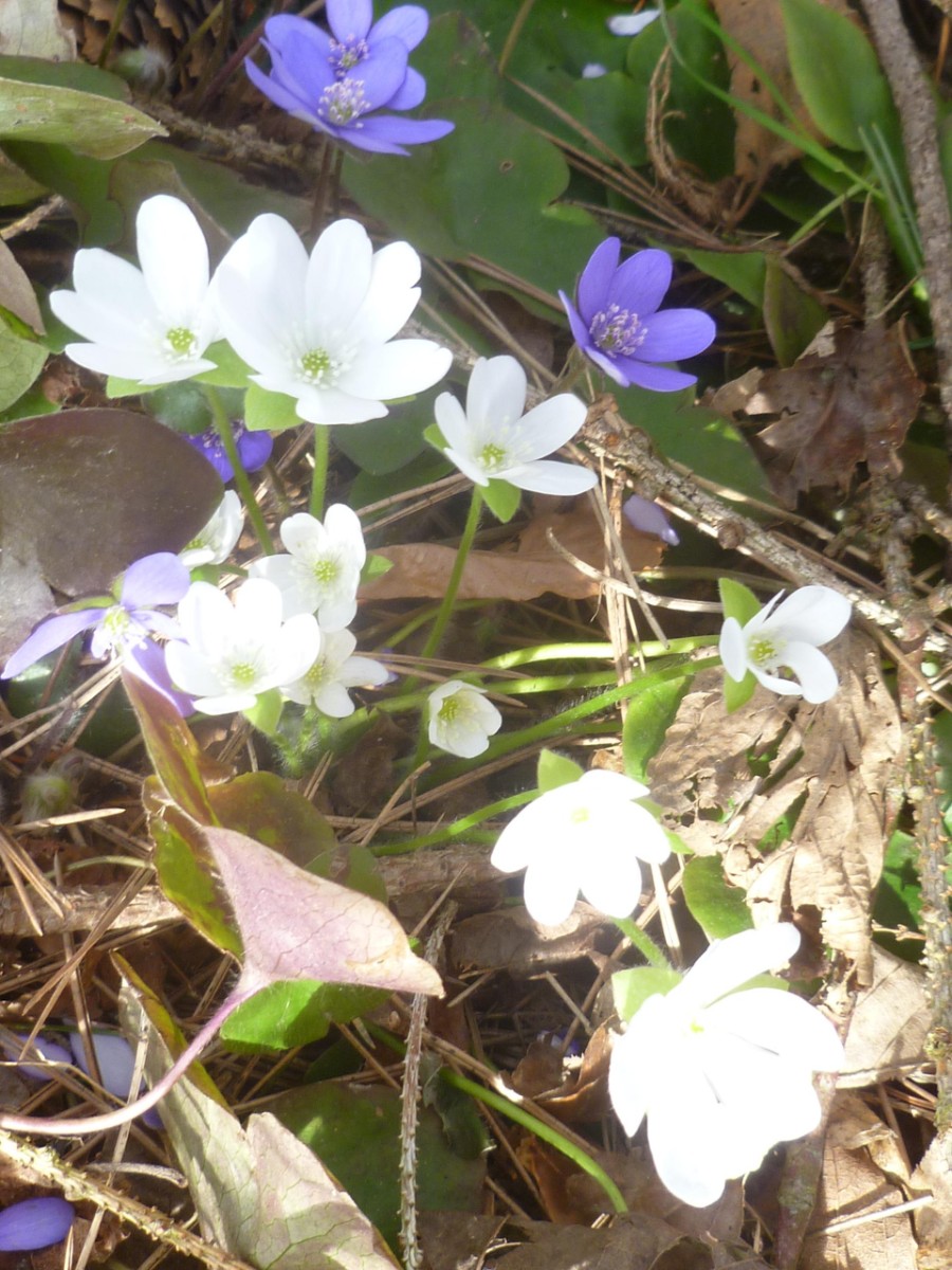 a11_Hepatica nobilis_Albino.jpg