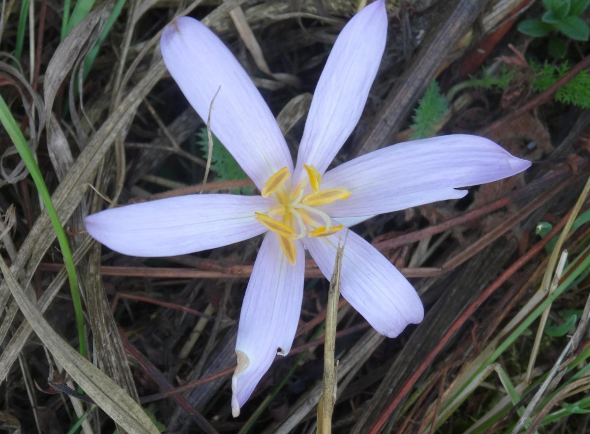 a12_Colchicium autumnale Albino.jpg