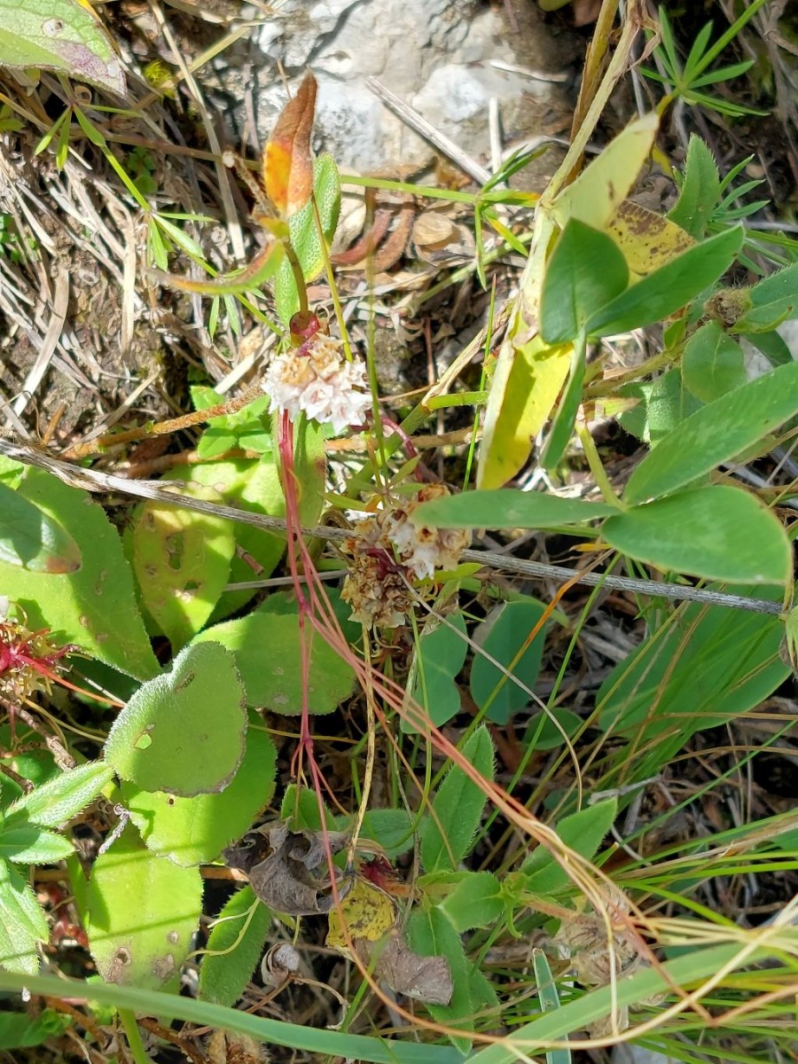 Cuscuta 5_2022-08-21.jpg