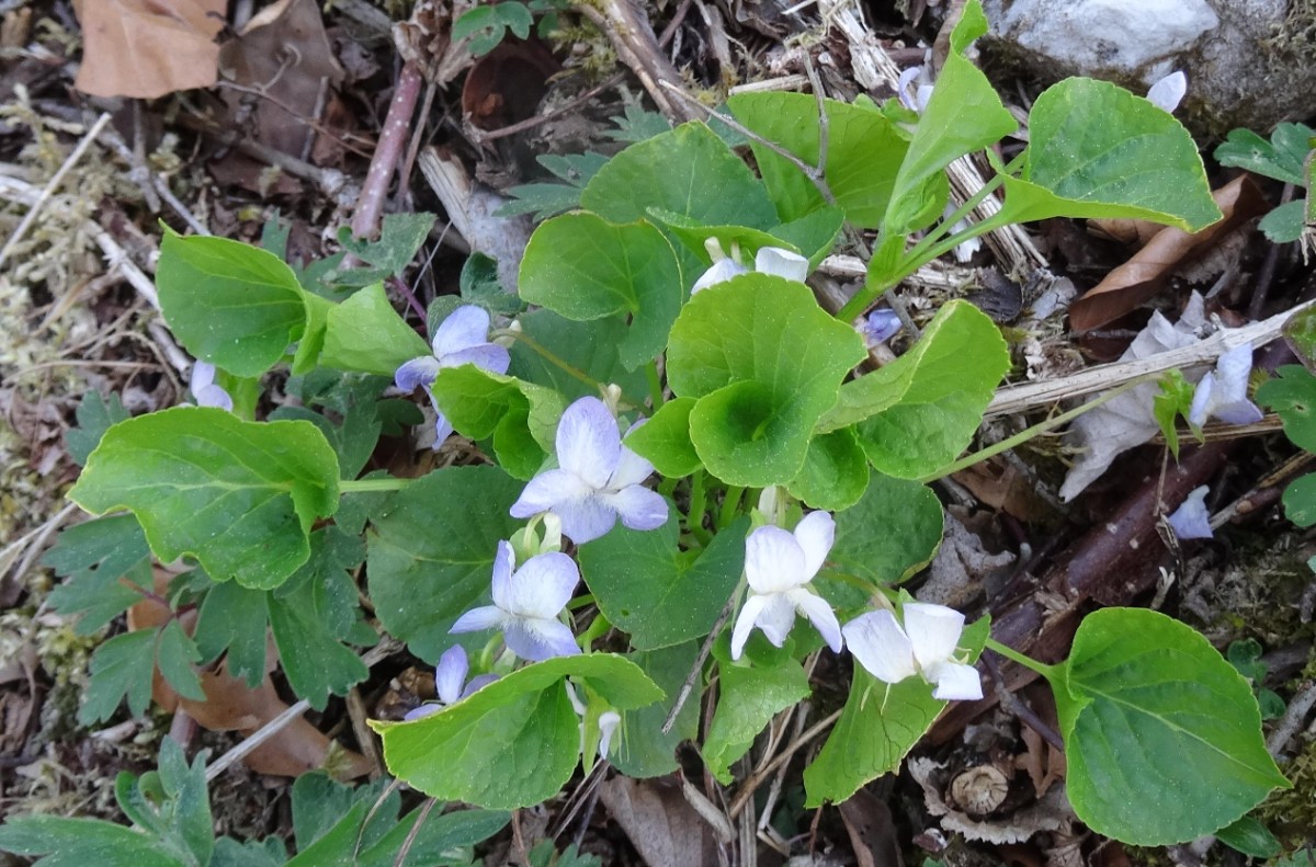 a13_1 Viola mirabilis Albino.jpg