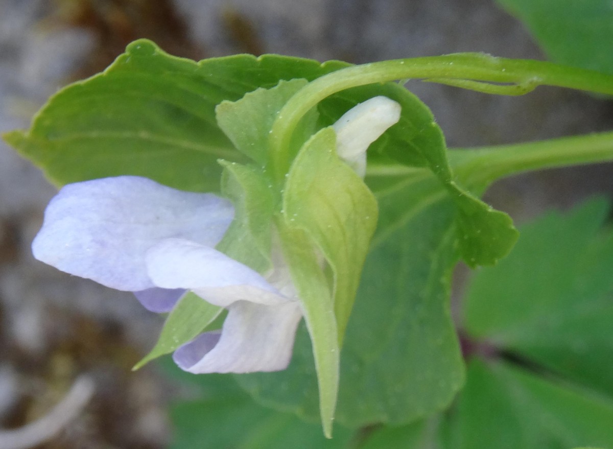 a13_2 Viola mirabilis Albino.jpg