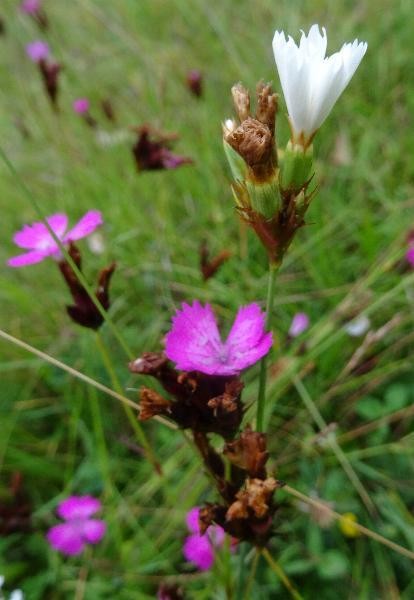 a14_Dianthus carthusianorum Albino.jpg