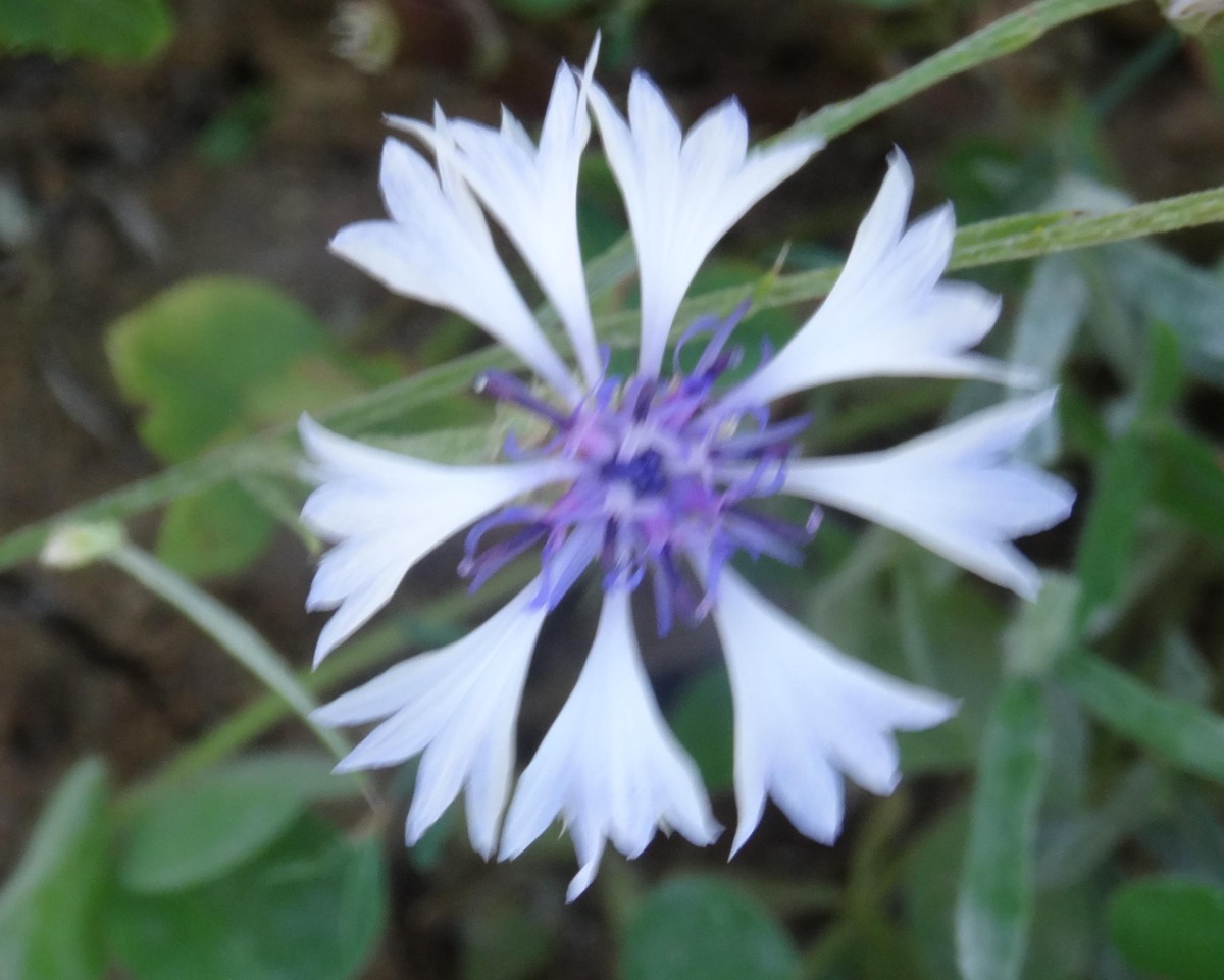 a15_Centaurea cyanus.jpg