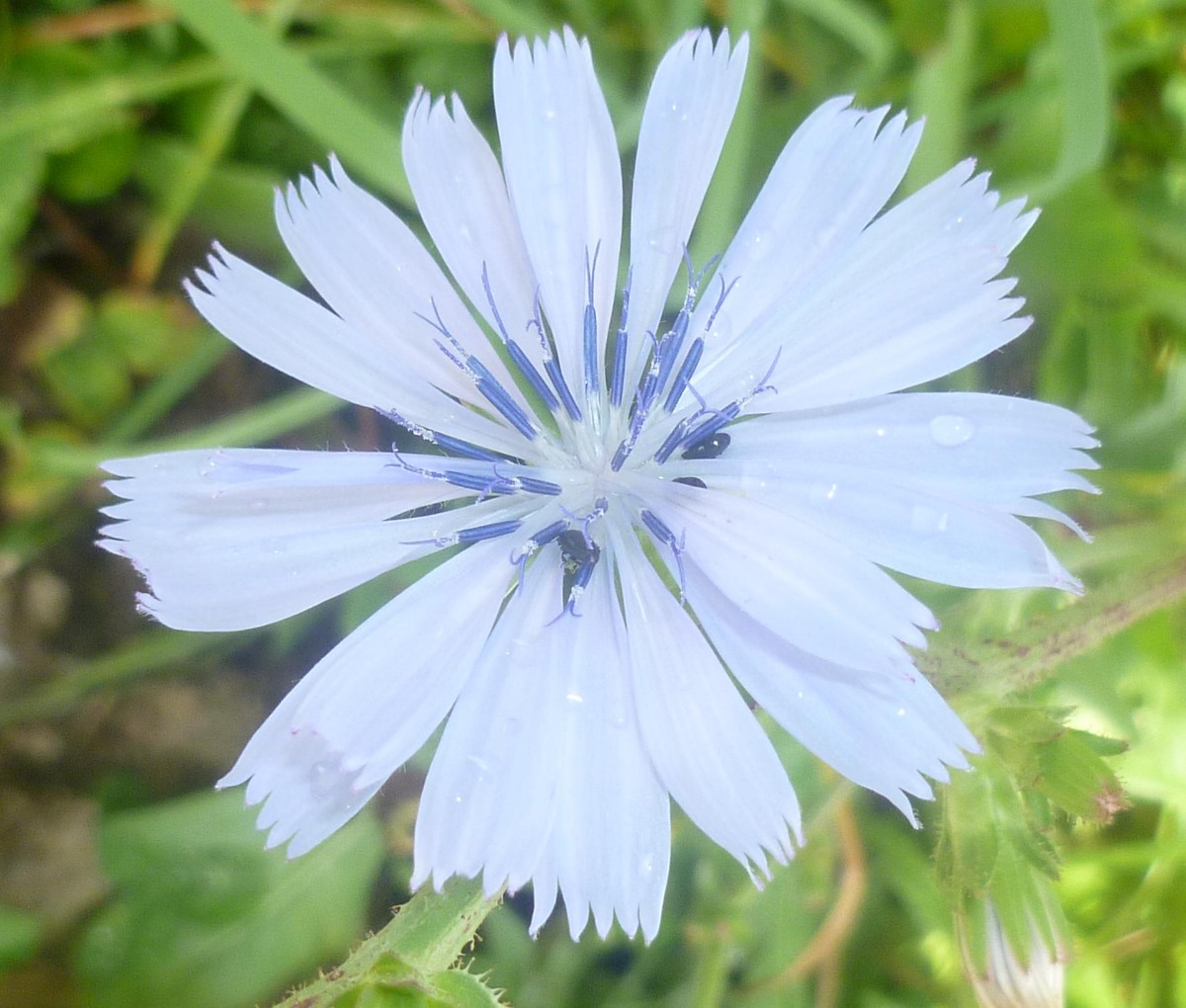 a16_Cichorium intybus Albino.jpg