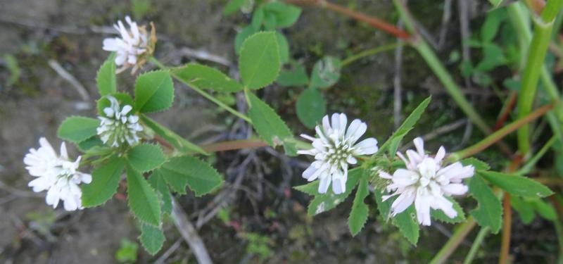 a17_Trifolium resupinatum Albino.jpg