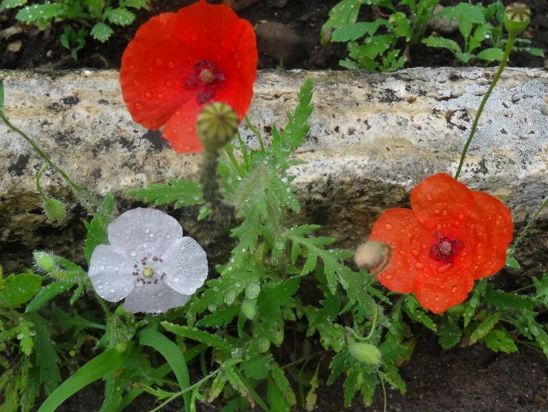 a18_Papaver rhoeas Albino.jpg