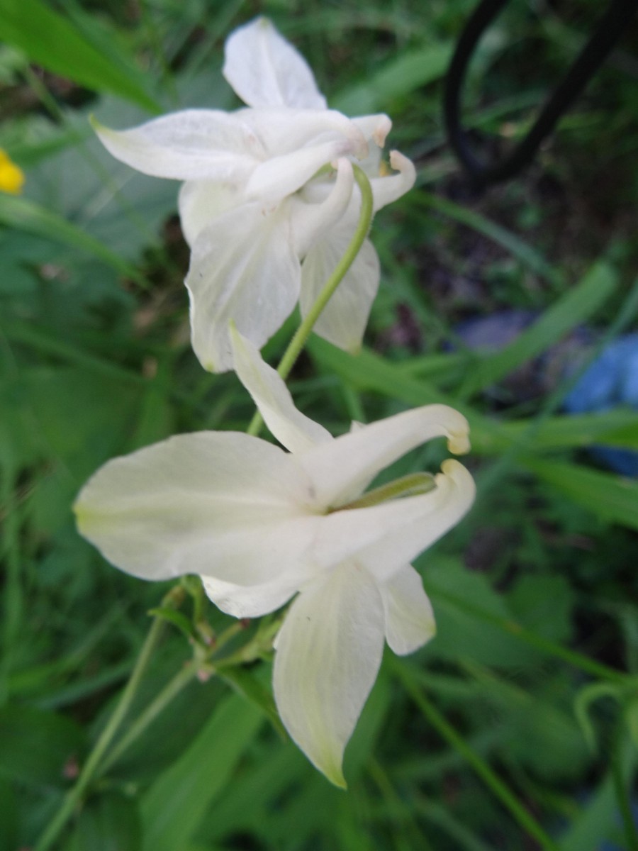 a19_Aquilegia vulgaris Albinio.jpg